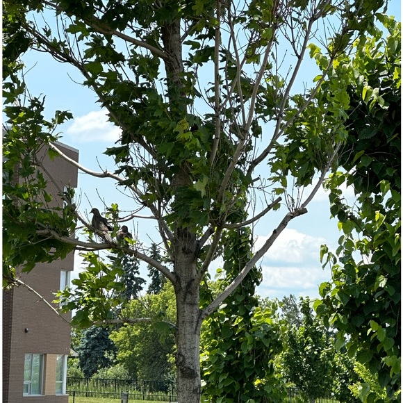 Meet your Posher, Jawairiya - Picture 1 of 1